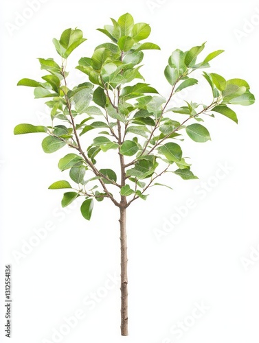 Young Quince Tree with Fresh Green Leaves on White Background