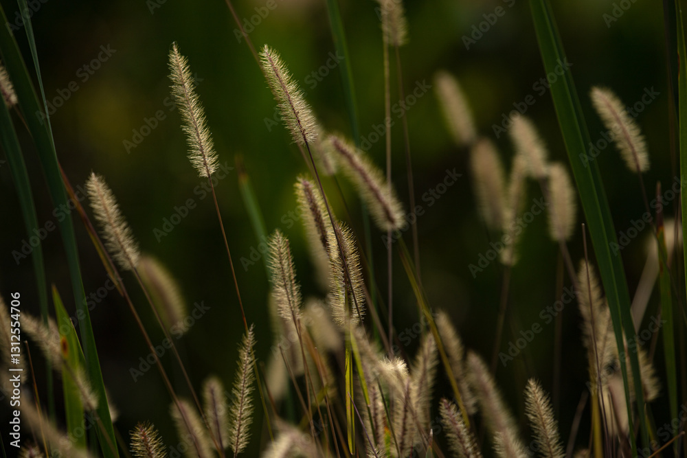 Fototapeta premium grass in the wind on exuberant sunlight