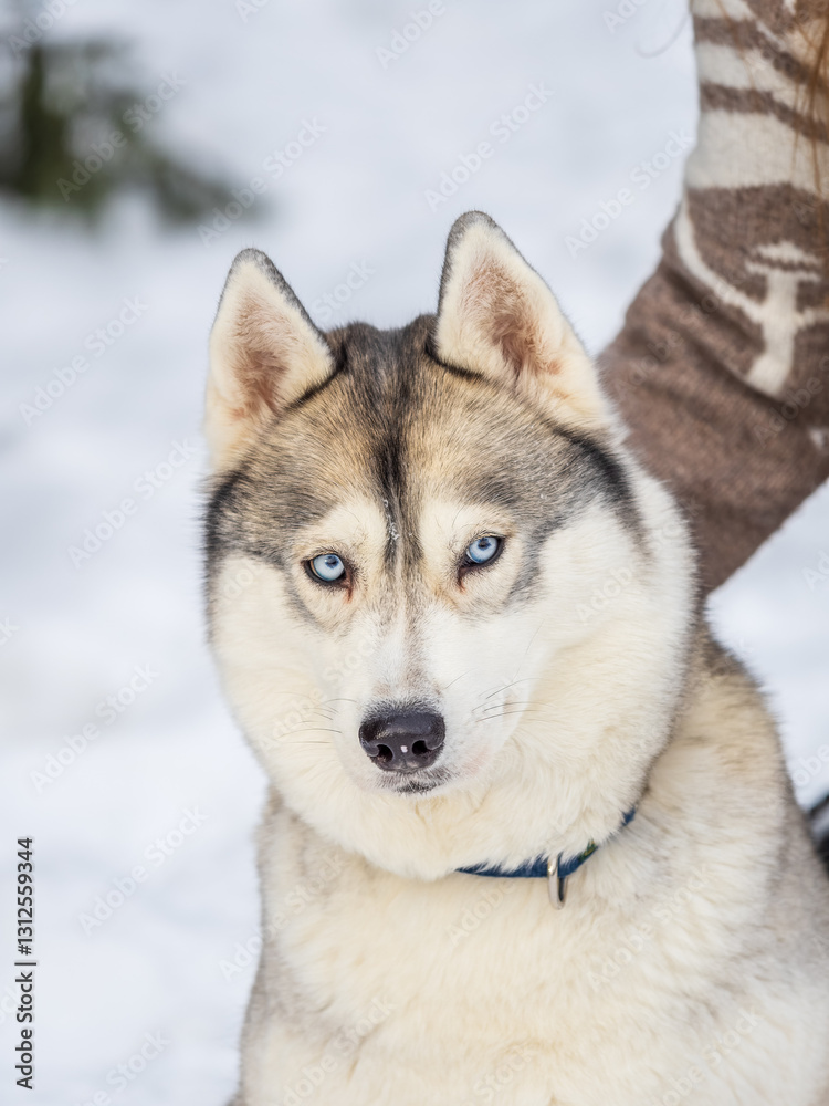 Portrait of the Siberian Husky dog black and white colour with blue eyes in winter. Portrait of the Siberian Husky dog black and white colour with blue eyes in winter.