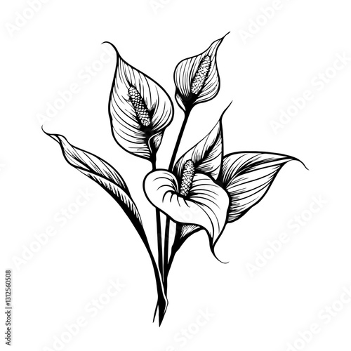 Peace lily flowers in sketch style on white background. Concept of elegance