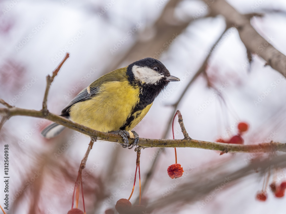 Obraz premium Cute bird Great tit, songbird sitting on a branch without leaves in the autumn or winter.