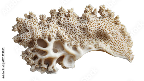 Bryozoan colony showing its porous structure with transparent background photo