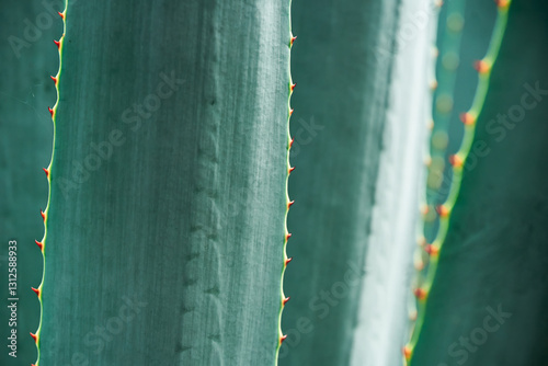 Super close up macro shot of blue green aloe vera agave plant in Costa Rica jungle