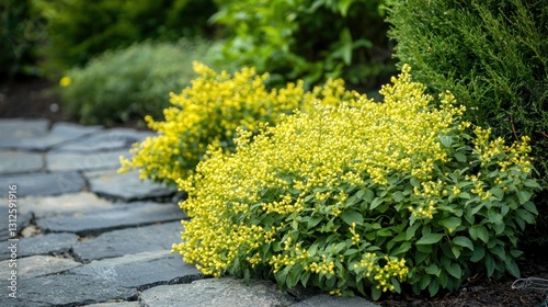 Barberry blooms in the spring garden. Small yellow flowers of barberry shrub