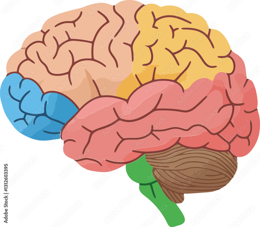 Colorful human brain illustration in flat design style showcasing various regions and their characteristics as vector art