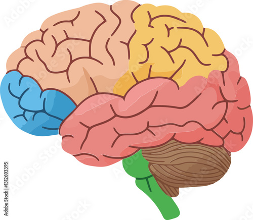 Obraz na płótnie Colorful human brain illustration in flat design style showcasing various regions and their characteristics as vector art w salonie