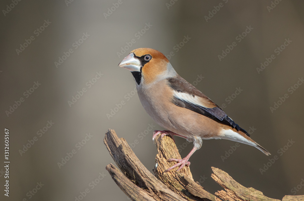 Fototapeta premium The hawfinch - male in winter at a wet forest