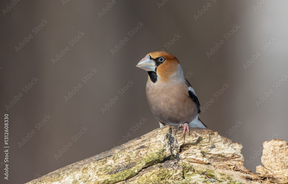 Fototapeta premium The hawfinch - male in winter at a wet forest