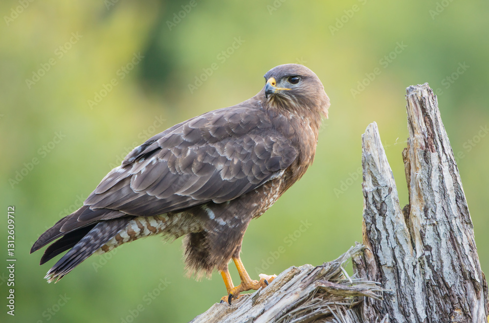 Obraz premium Common Buzzard in spring at a wet forest