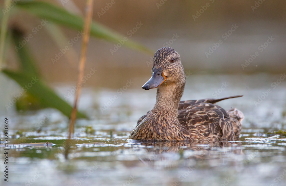 Fototapeta premium Mallard - female at a wetland in summer