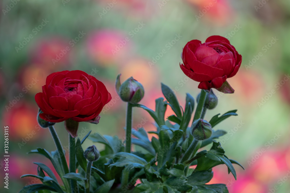 Obraz premium Ranunculos en el jardin, primavera