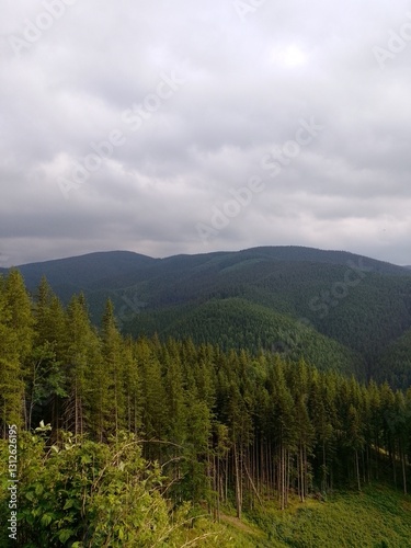 forest in the mountains