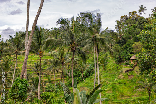 Obraz na płótnie Tegalalang Rice Terrace is one of the famous tourist objects in Bali situated in Tegalalang Village north of Ubud Bali featured by the amazing rice terrace set the cliff w salonie