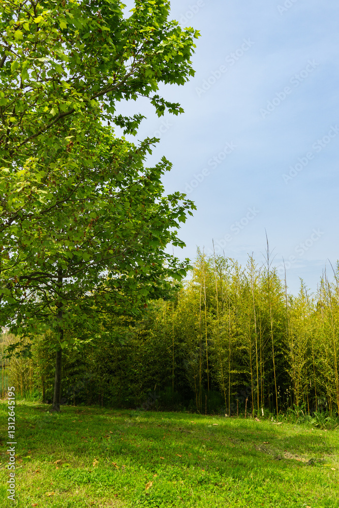 Ornithological park is located in Adler (Sirius). Tall, slender bamboo trunks rise gracefully from lush green field. Blue sky adds to tranquil. This environment is habitat for various bird species Ornithological park is located in Adler (Sirius). Tall, slender bamboo trunks rise gracefully from lush green field. Blue sky adds to tranquil. This environment is habitat for various bird species
