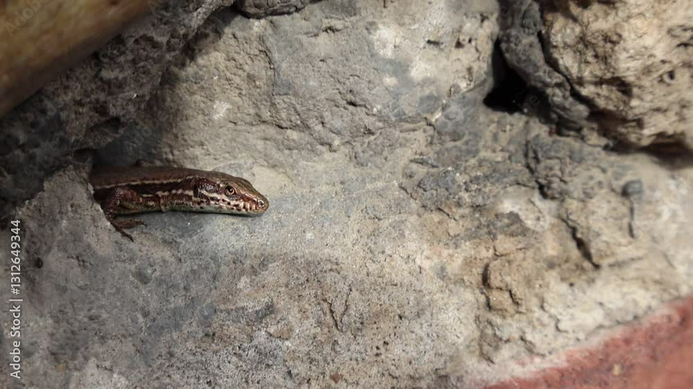Lézard dont la tête dépasse légèrement d'une cachette en pierre en gros plan