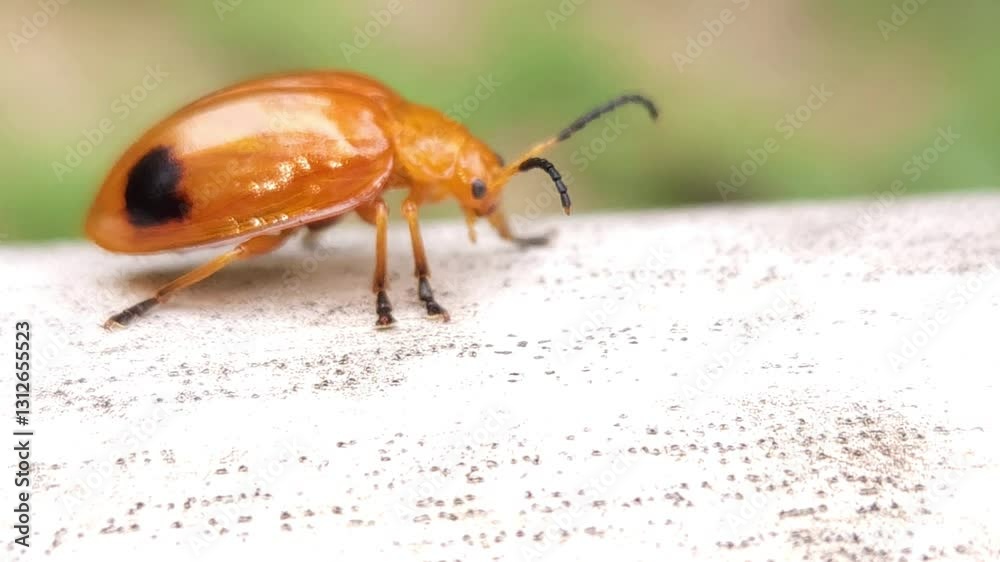 Close up macro  beautiful insect in a natural setting micro animal nature 