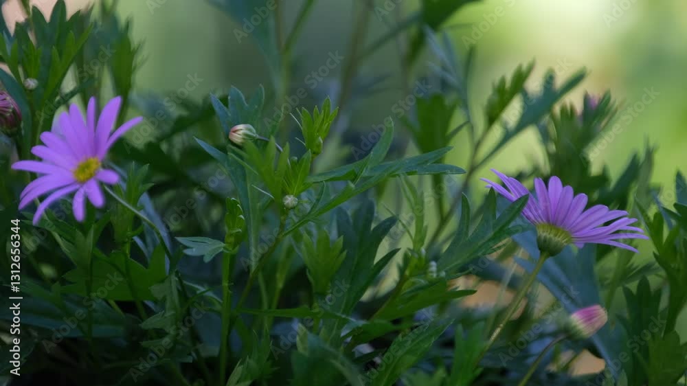 purple flowers in spring