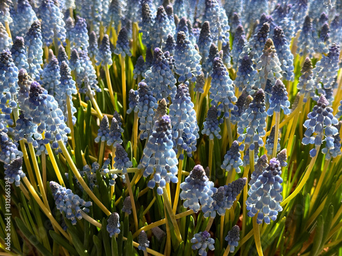 Muscari grape hyacinth spring blue bulbs