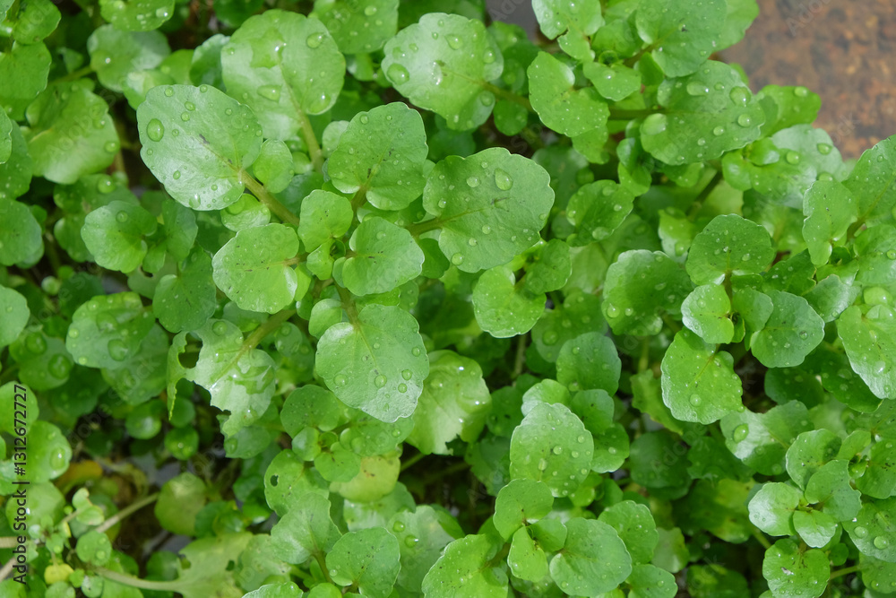 Fresh green aquatic plants.Natural green pattern and texture.For graphic design or banner background Fresh green aquatic plants.Natural green pattern and texture.For graphic design or banner background