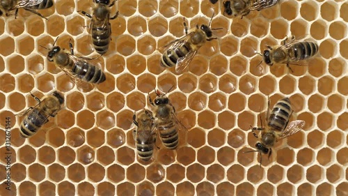 Active work of bees during honey collection.
Inside the hive, the bees create a honeycomb of wax and convert the nectar into honey. 

