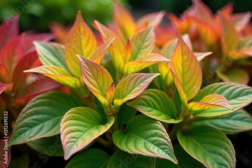 Foliage of hosta leaves turning golden brown and curled on stems in autumn garden, green, red