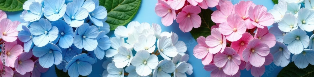 Fresh blue white pink hydrangea flowers flat lay on hortensia flower background, garden decor, white flowers Fresh blue white pink hydrangea flowers flat lay on hortensia flower background, garden decor, white flowers
