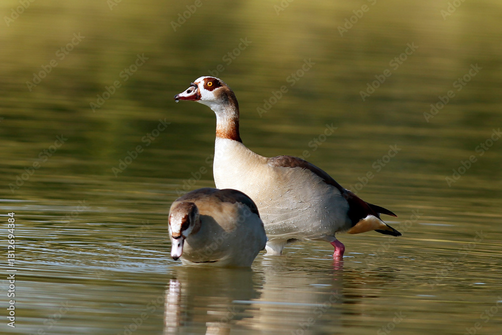 Egyptian goose is an African member of the Anatidae family including ducks, geese, and swans Egyptian goose is an African member of the Anatidae family including ducks, geese, and swans