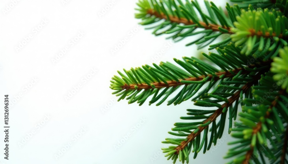 Leaves of the fir tree against a white backdrop, tree, evergreen, flowers Leaves of the fir tree against a white backdrop, tree, evergreen, flowers