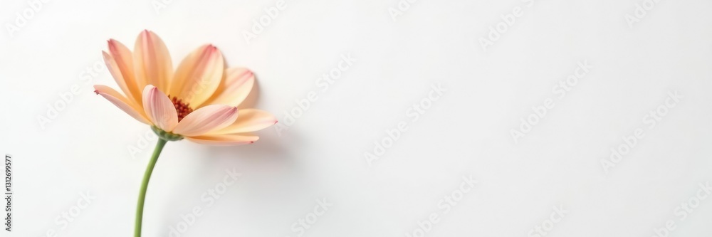 Fototapeta premium single flower in a minimalist composition on a white background, flower, simple