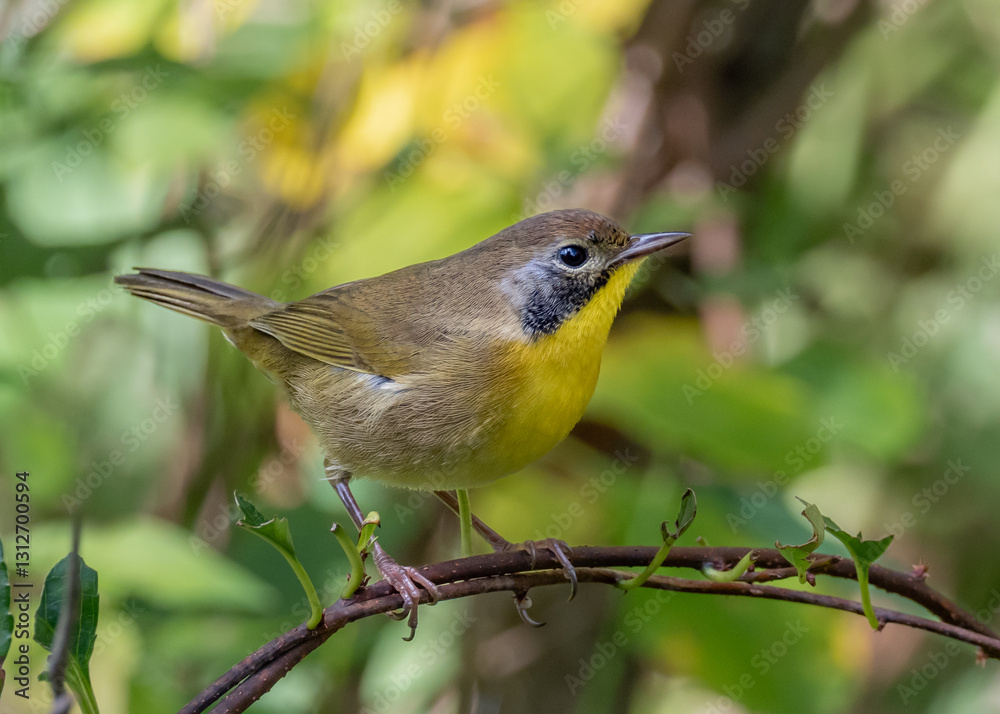 Obraz premium A close up of a male Common Yellowthroat