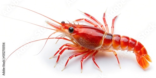 Wallpaper Mural scarlet skunk cleaner shrimp isolated on white background Torontodigital.ca