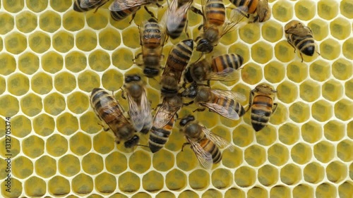 The work of bees in the hive in spring. 
The bees clean and restore the combs, and also deliver the first nectar and pollen to them. 
