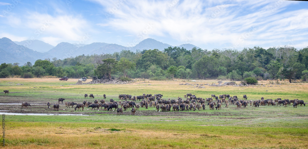 Obraz premium Large herd of wild Water Buffalo at the waters edge in Minneriya National. Park, Sri Lanka,