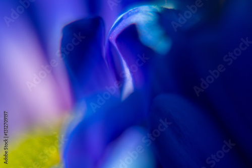 Macro Flower Blossom Background blue purple