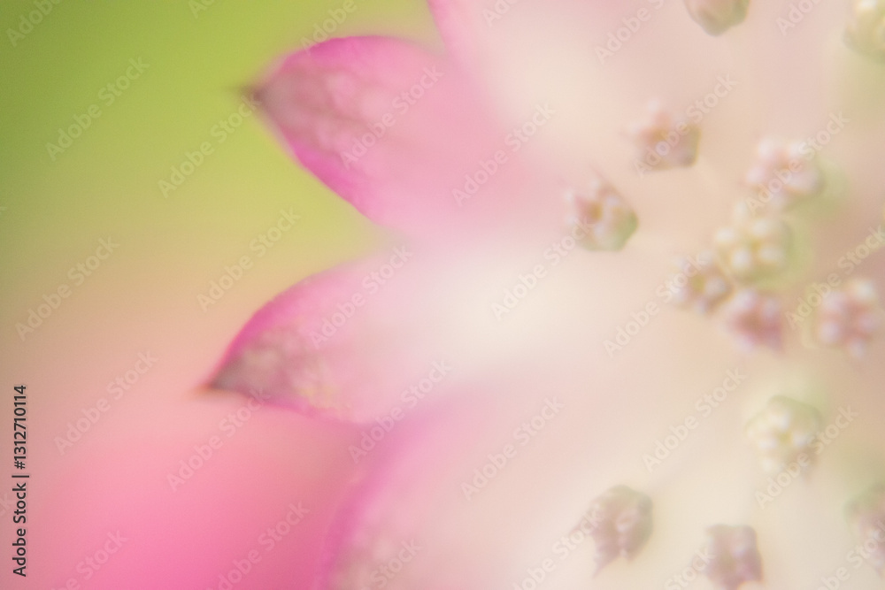 Macro Flower Blossom Background light rose