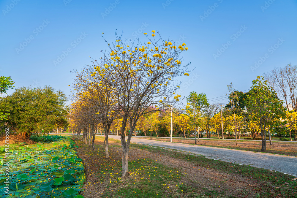 Beautiful blooming Yellow Golden Tabebuia Chrysotricha flowers of the Yellow Trumpet that are blooming with the park in spring day in the garden background in Thailand.