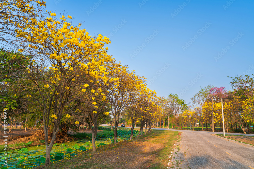 Beautiful blooming Yellow Golden Tabebuia Chrysotricha flowers of the Yellow Trumpet that are blooming with the park in spring day in the garden background in Thailand.