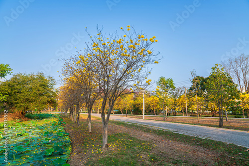 Beautiful blooming Yellow Golden Tabebuia Chrysotricha flowers of the Yellow Trumpet that are blooming with the park in spring day in the garden background in Thailand.