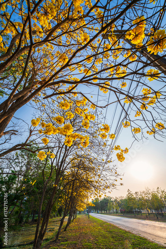 Obraz na płótnie Beautiful blooming Yellow Golden Tabebuia Chrysotricha flowers of the Yellow Trumpet that are blooming with the park in spring day in the garden background in Thailand. w salonie