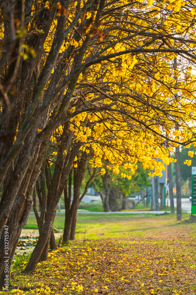 Beautiful blooming Yellow Golden Tabebuia Chrysotricha flowers of the Yellow Trumpet that are blooming with the park in spring day in the garden background in Thailand.