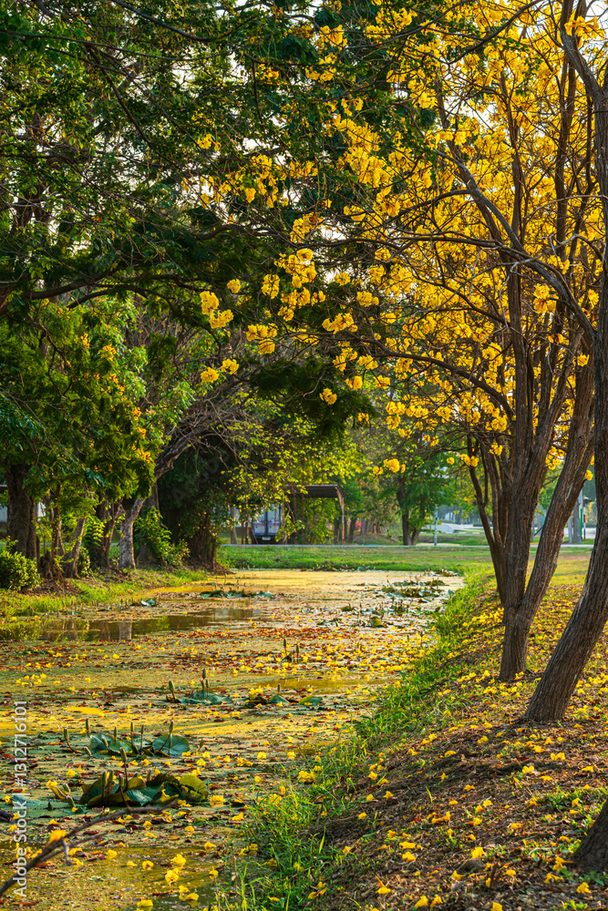 Beautiful blooming Yellow Golden Tabebuia Chrysotricha flowers of the Yellow Trumpet that are blooming with the park in spring day in the garden background in Thailand.