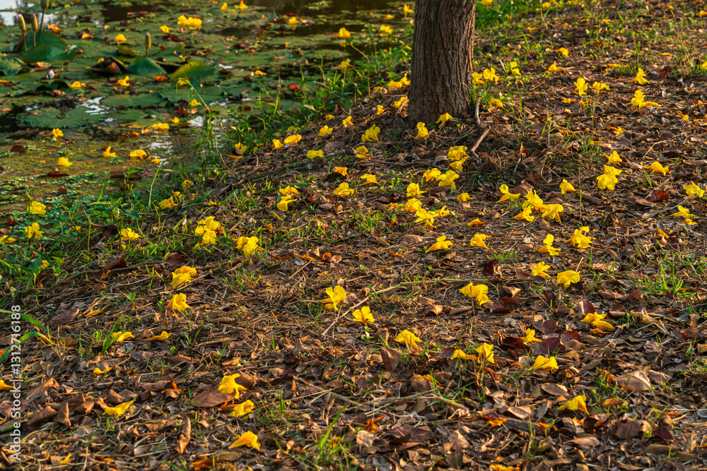 Beautiful blooming Yellow Golden Tabebuia Chrysotricha flowers of the Yellow Trumpet that are blooming fallen down wilted on the ground grass with the park in the garden background in Thailand.