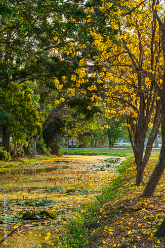 Obraz na płótnie Beautiful blooming Yellow Golden Tabebuia Chrysotricha flowers of the Yellow Trumpet that are blooming with the park in spring day in the garden background in Thailand. w salonie
