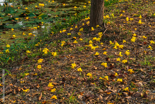 Obraz na płótnie Beautiful blooming Yellow Golden Tabebuia Chrysotricha flowers of the Yellow Trumpet that are blooming fallen down wilted on the ground grass with the park in the garden background in Thailand. w salonie