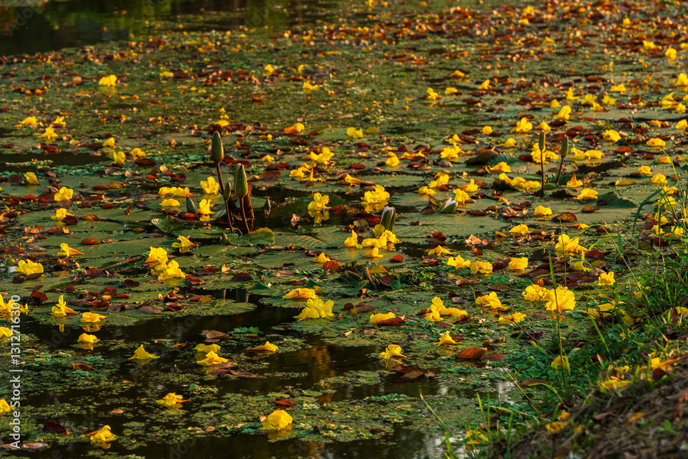 Beautiful blooming Yellow Golden Tabebuia Chrysotricha flowers of the Yellow Trumpet that are blooming fallen down wilted on the ground grass with the park in the garden background in Thailand.