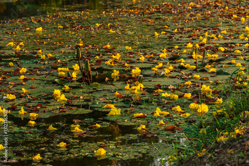 Obraz na płótnie Beautiful blooming Yellow Golden Tabebuia Chrysotricha flowers of the Yellow Trumpet that are blooming fallen down wilted on the ground grass with the park in the garden background in Thailand. w salonie