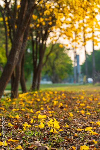 Obraz na płótnie Beautiful blooming Yellow Golden Tabebuia Chrysotricha flowers of the Yellow Trumpet that are blooming with the park in spring day in the garden background in Thailand. w salonie