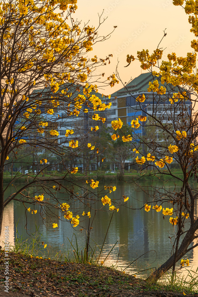 landscape view Beautiful blooming Yellow Golden Tabebuia Chrysotricha flowers with the park in spring day of the reservoir with cloudy blue sunset sky the forest summer naturel background.