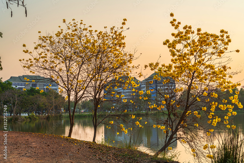 landscape view Beautiful blooming Yellow Golden Tabebuia Chrysotricha flowers with the park in spring day of the reservoir with cloudy blue sunset sky the forest summer naturel background.