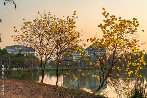 landscape view Beautiful blooming Yellow Golden Tabebuia Chrysotricha flowers with the park in spring day of the reservoir with cloudy blue sunset sky the forest summer naturel background.
